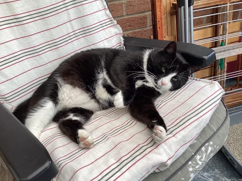 Buster, male senior Mixed Breed for adoption at Sunshine Cat Rescue