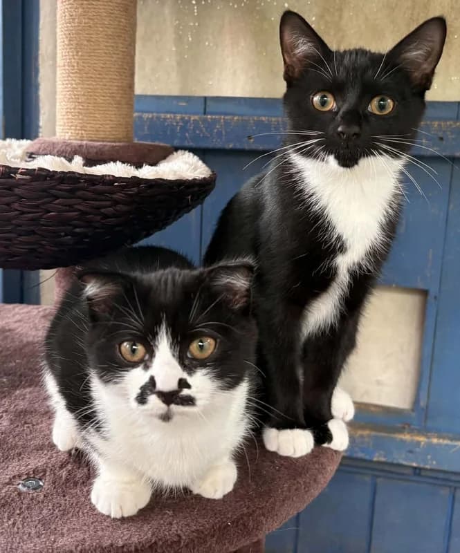 Dixie, Mixed Breed for adoption at Sunshine Cat Rescue