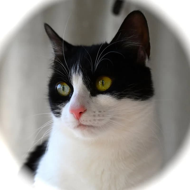 Pickle, female Mixed Breed for adoption at Sunshine Cat Rescue