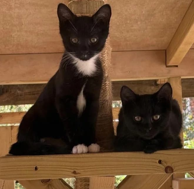 Magic, female Mixed Breed for adoption at Sunshine Cat Rescue