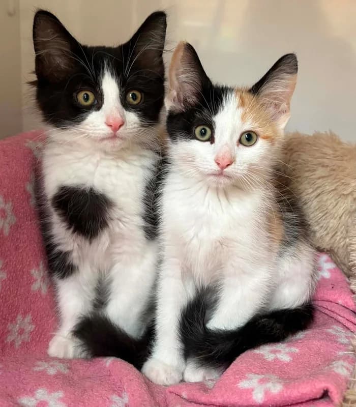 Cat, male puppy Mixed Breed for adoption at Sunshine Cat Rescue