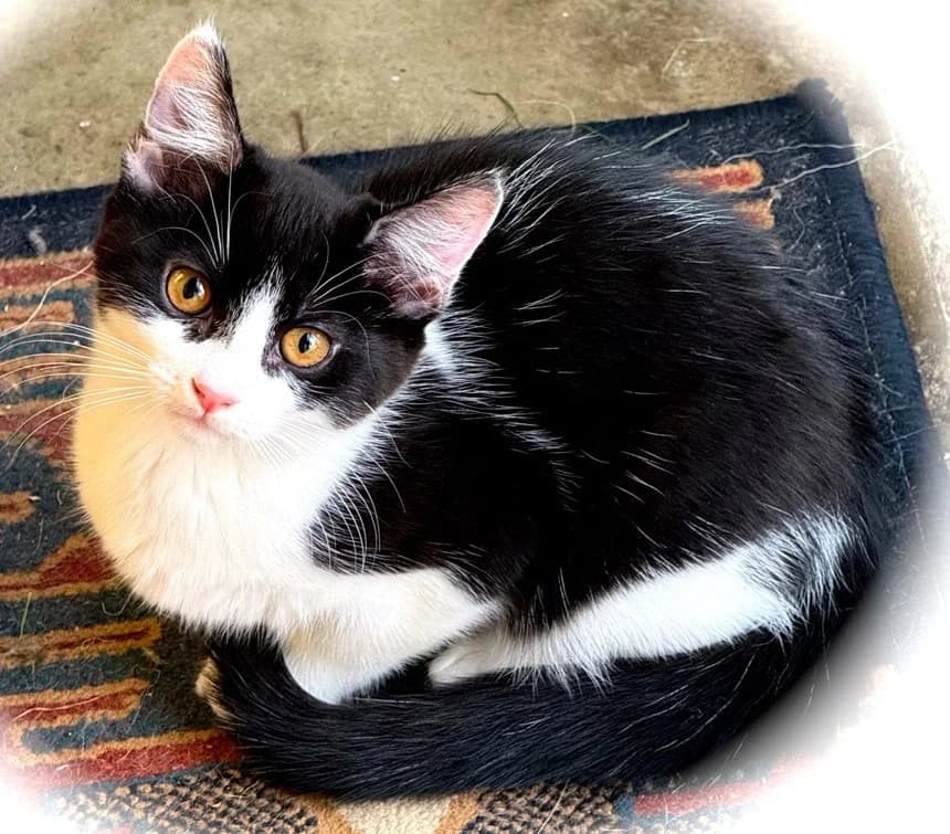 Wendy, female 3yo Mixed Breed for adoption at Sunshine Cat Rescue