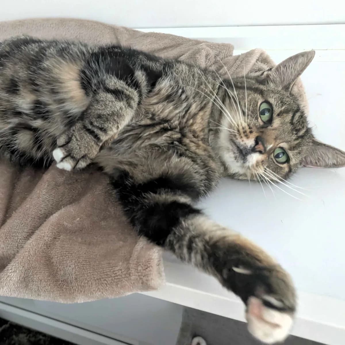 Maisie, Tabby and white female senior Mixed Breed Cat for adoption at Swansea Cats and Kittens