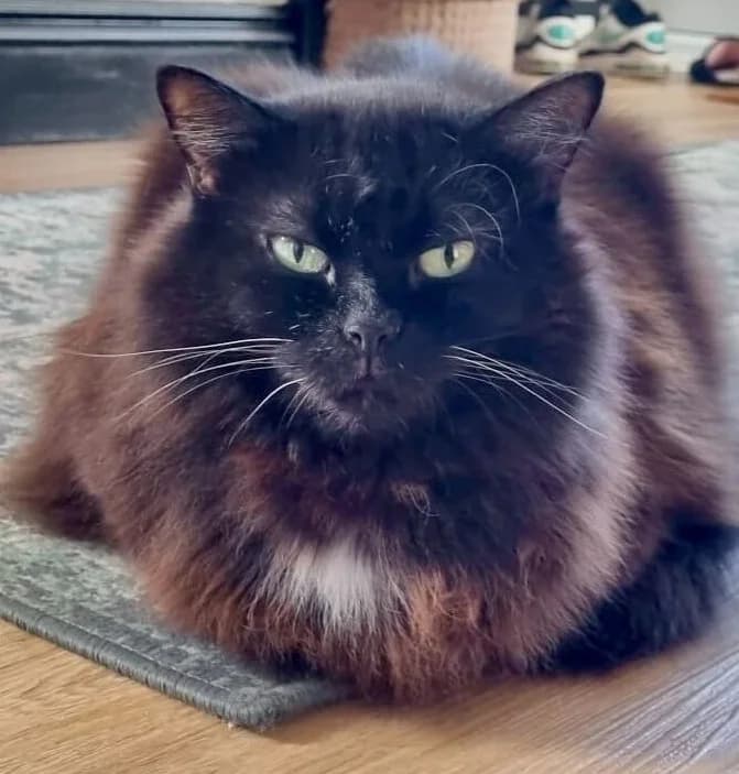 Blue, Black female 7yo Mixed Breed Cat for adoption at Swansea Cats and Kittens