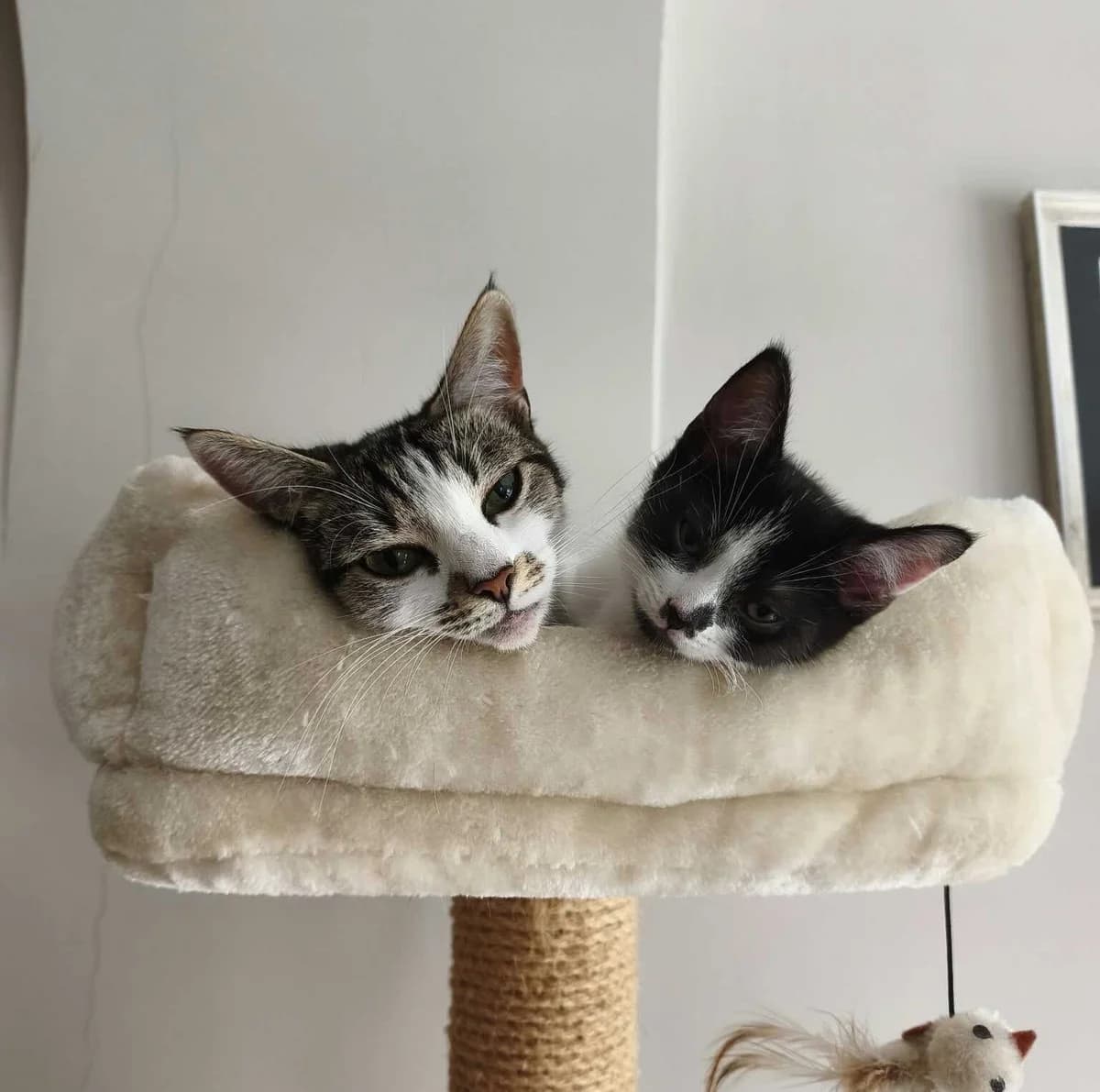 Bluebell & Lupin, Black and White & Tabby and White puppy Mixed Breed Cat for adoption at Swansea Cats and Kittens