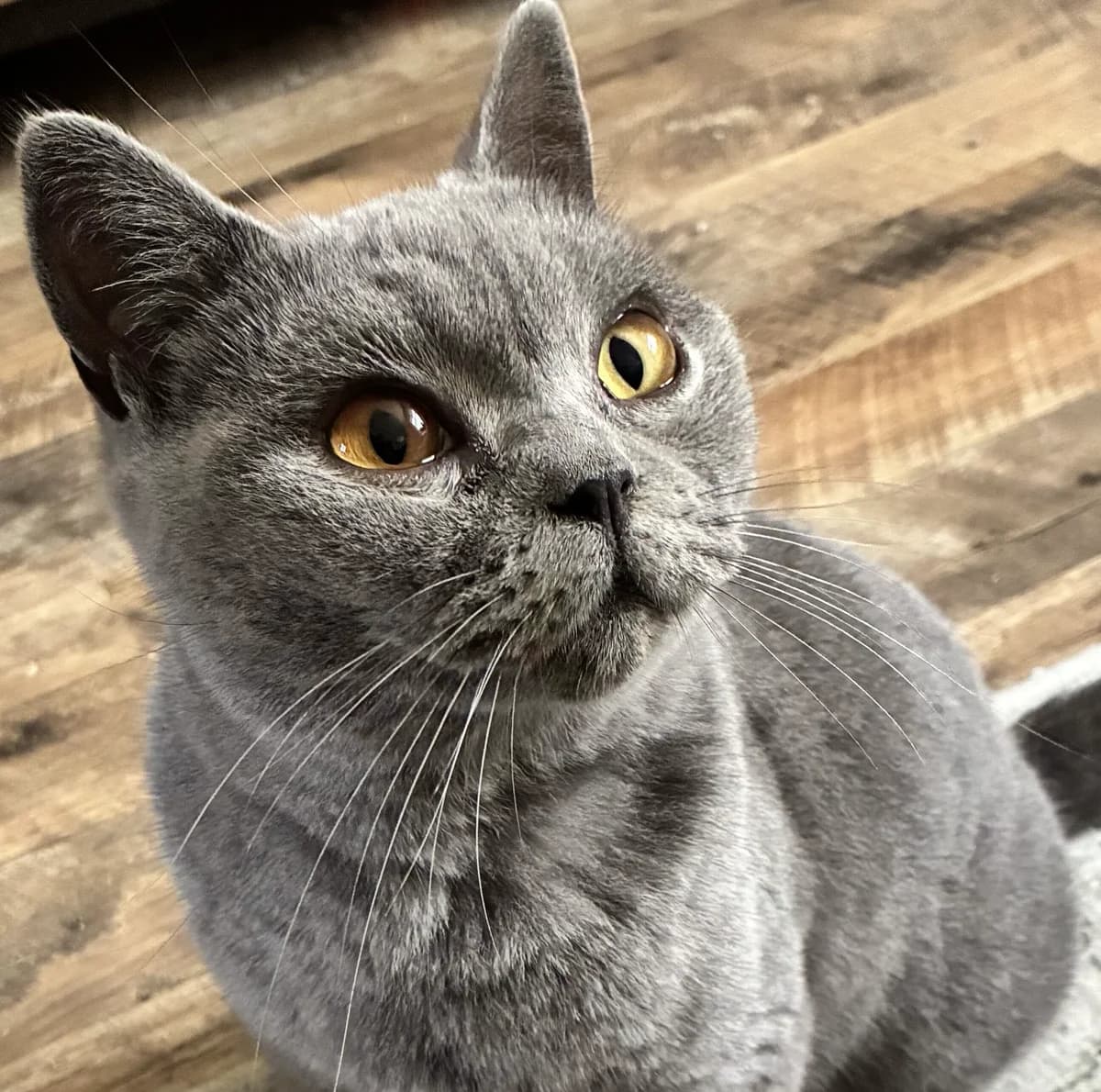 Dolly, Grey female young British Shorthair for adoption at Swansea Cats and Kittens