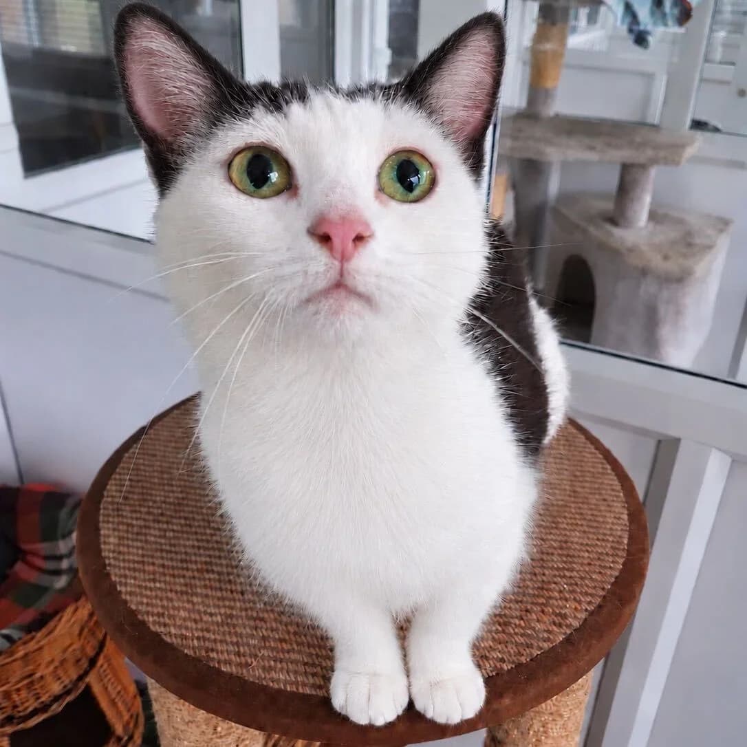 Trixie, Black and White female 6yo Mixed Breed Cat for adoption at Swansea Cats and Kittens