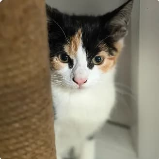 We Have Outdoor Cats Looking for Homes, Various puppy Mixed Breed Cat for adoption at Swansea Cats and Kittens