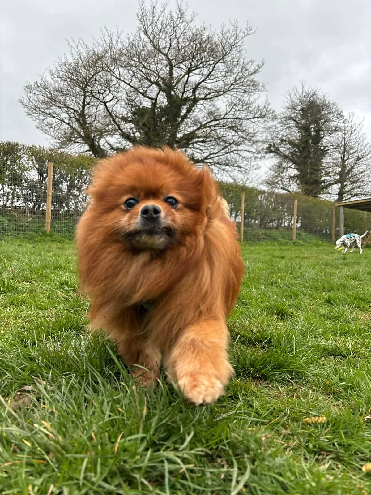 Nico, male senior Pomeranian for adoption at SYD Rescue, Ripon