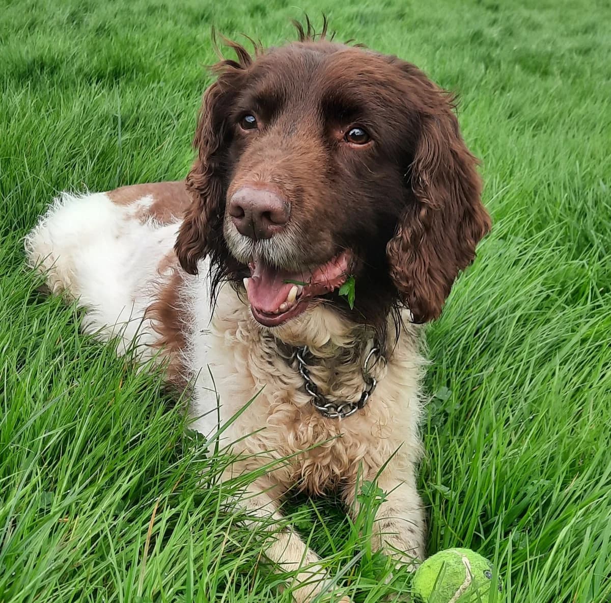 TOBY 1, male Mixed Breed for adoption at South Yorkshire English Springer Spaniel Rescue