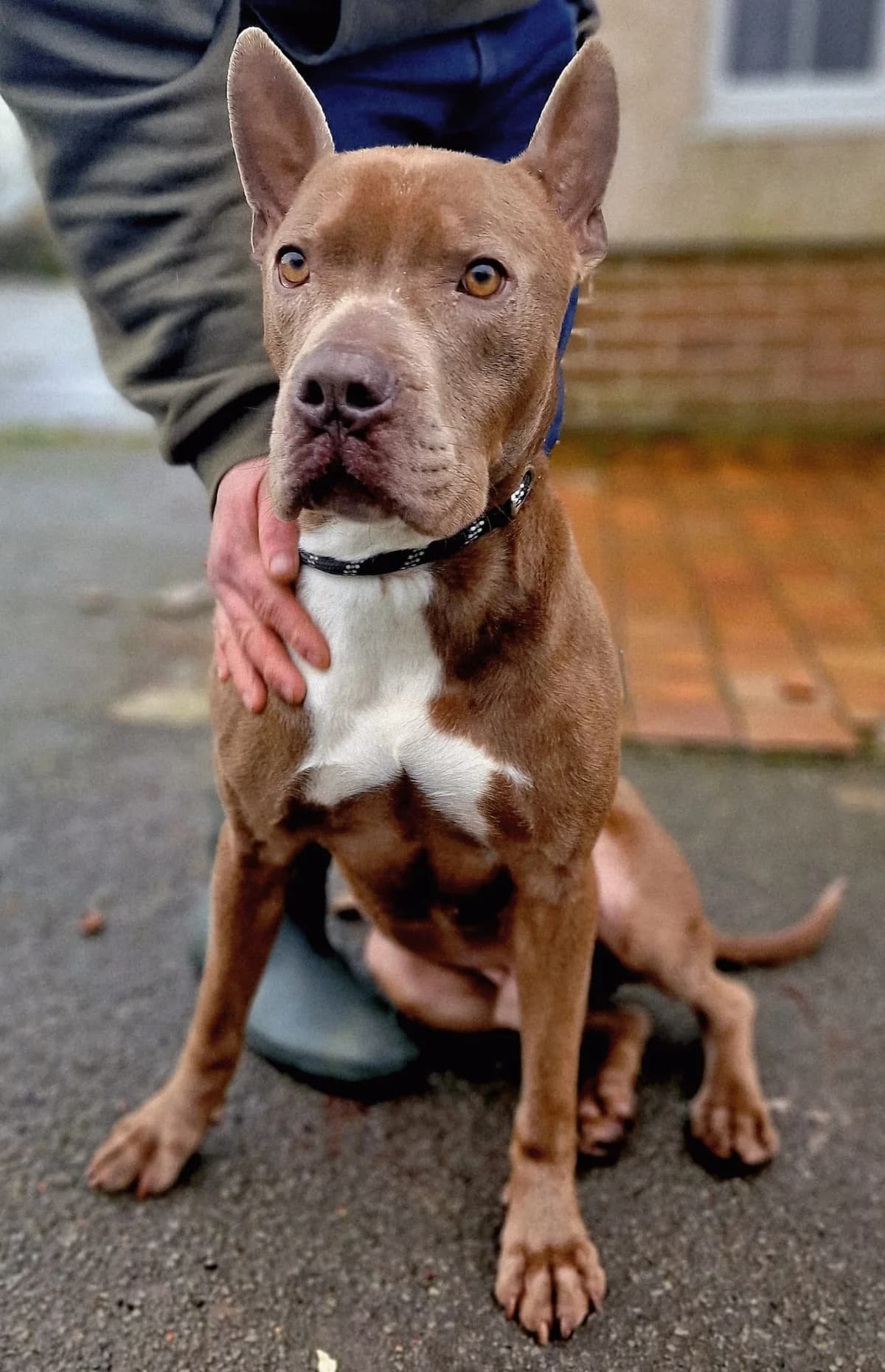 Bluey, mixed breed for adoption at Team Poundie