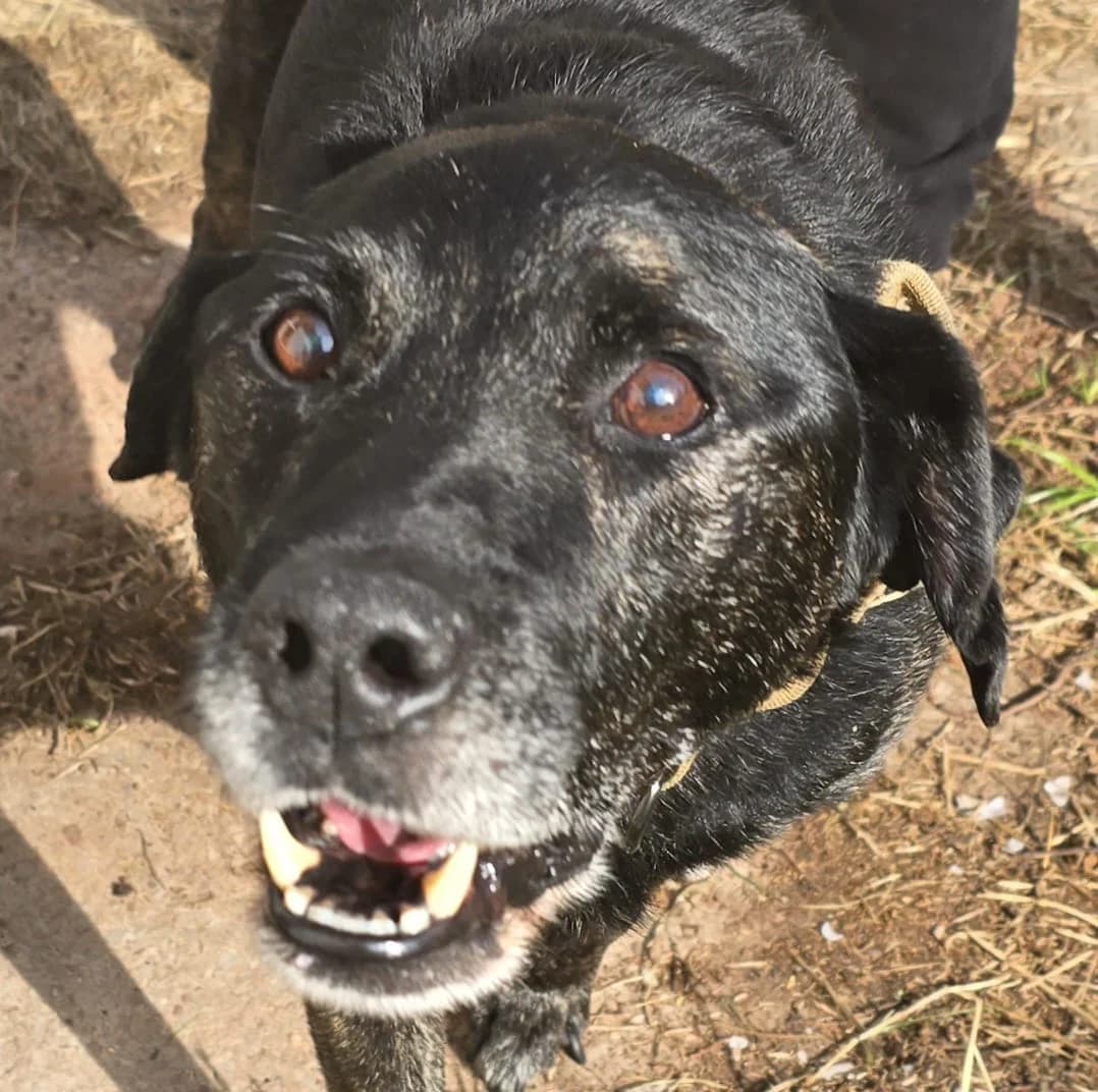 Marley, senior mixed breed for adoption at Team Poundie