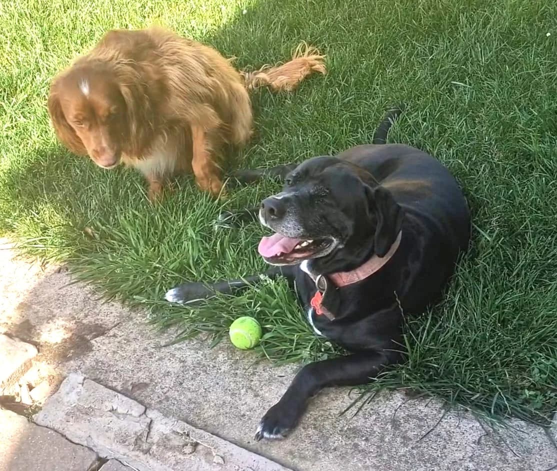 Molly and Rolo, mixed breed for adoption at Team Poundie