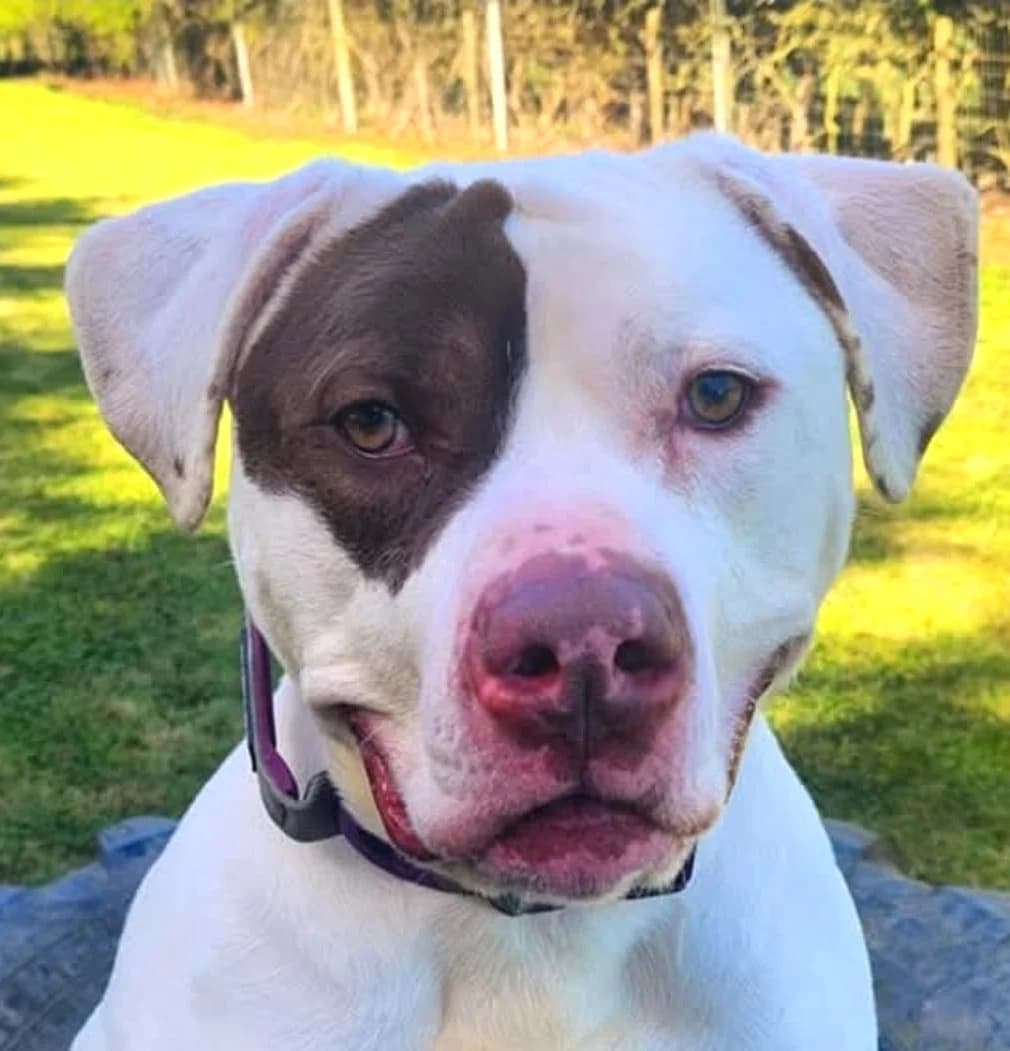 Murphy, mixed breed for adoption at Team Poundie