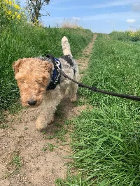 Freddy, male mixed breed for adoption at Terrier SOS