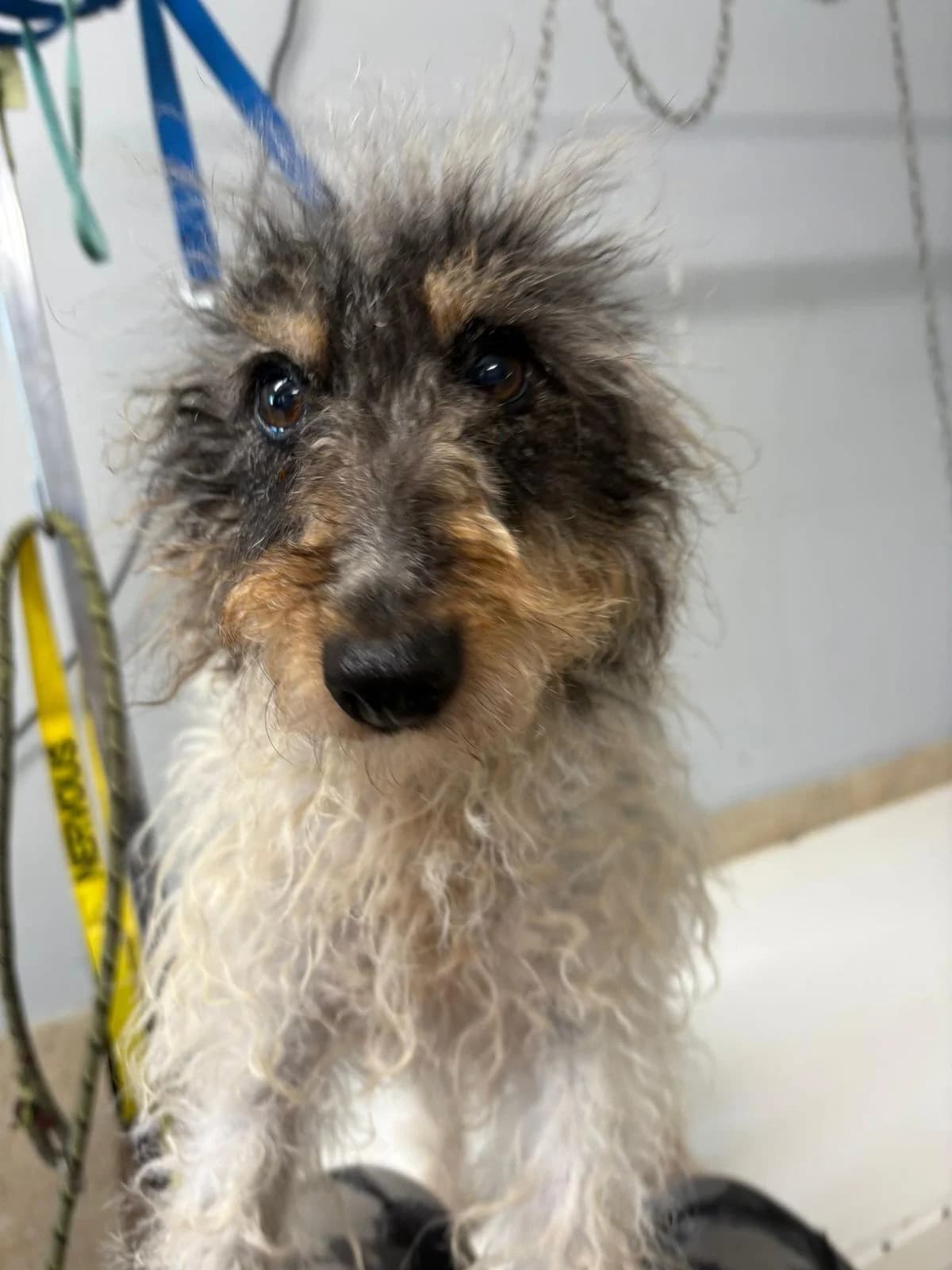 Mandy, mixed breed for adoption at Terrier SOS