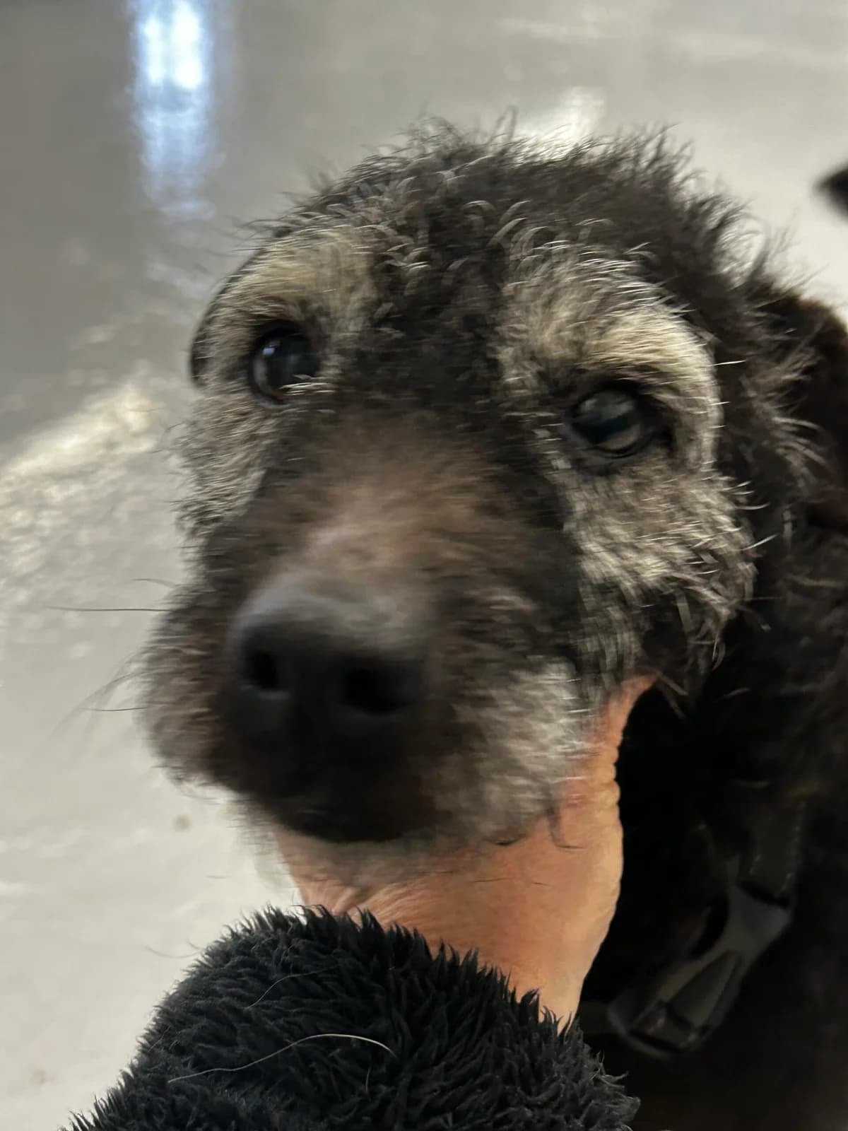 Pepsi Patsy, female 7yo Patterdale Terrier for adoption at Terrier SOS