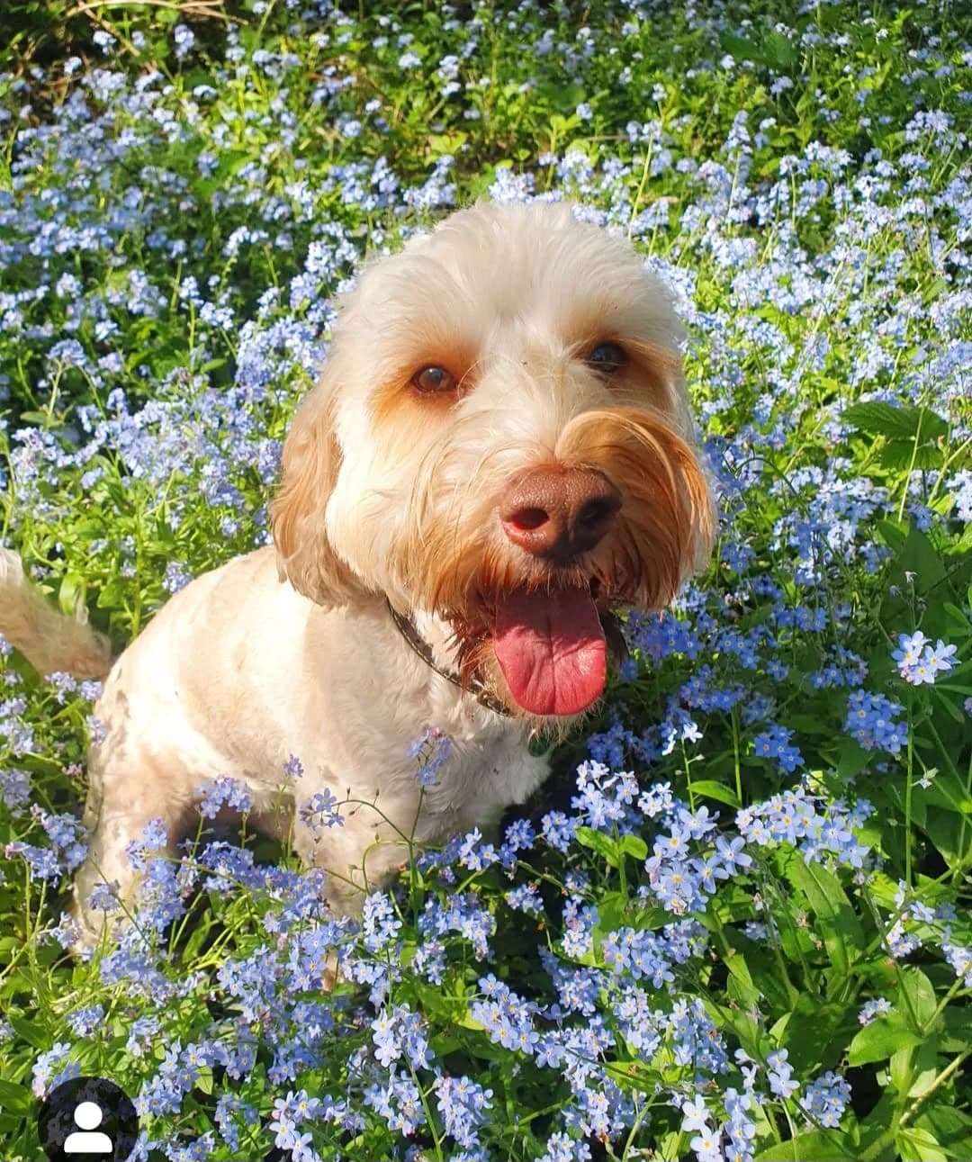 Seamus, male 5yo Mixed Breed for adoption at Terrier SOS