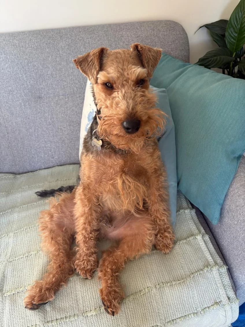 Stan, male mixed breed for adoption at Terrier SOS