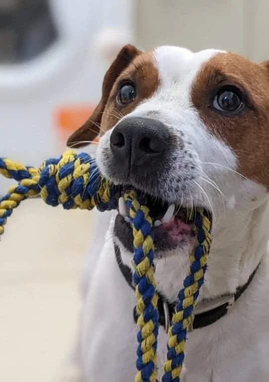Marty Jack Russell Terrier, Jack Russell Terrier for adoption at Terrier Rescue UK, Richmond
