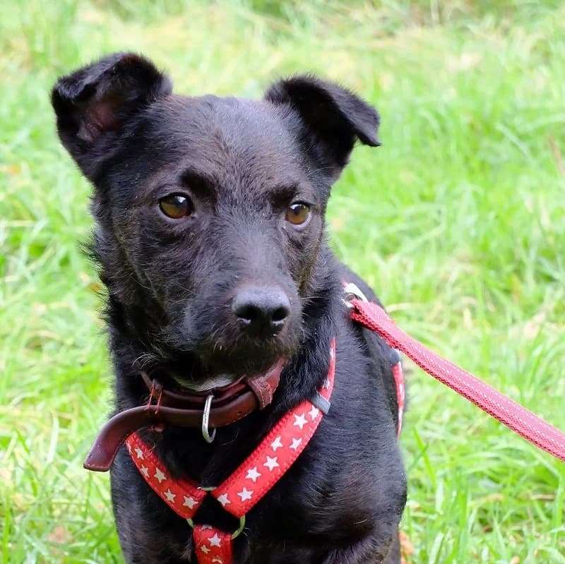 Spencer Patterdale, Patterdale Terrier for adoption at Terrier Rescue UK, Richmond