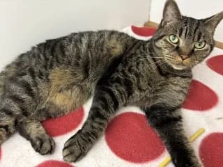 Alfie, male senior Mixed Breed for adoption at Thames Valley Animal Welfare