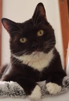 Bella and Boo, female 3yo Mixed Breed for adoption at Thames Valley Animal Welfare