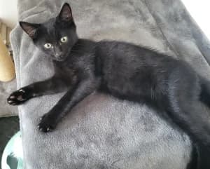 Bertie, male puppy Mixed Breed for adoption at Thames Valley Animal Welfare