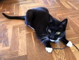 Charlie, male senior Mixed Breed for adoption at Thames Valley Animal Welfare