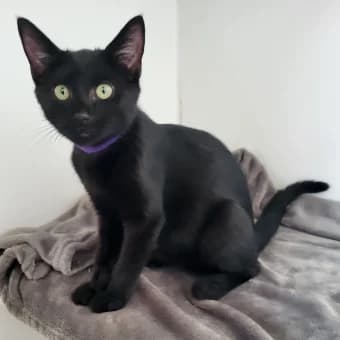 Dillon and Dexter, male puppy Mixed Breed for adoption at Thames Valley Animal Welfare