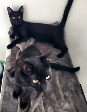 Dillon and Dexter, male puppy Mixed Breed for adoption at Thames Valley Animal Welfare
