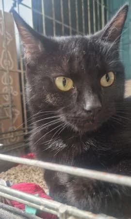 Doris, female young Mixed Breed for adoption at Thames Valley Animal Welfare