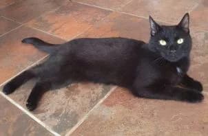 Doris, female young Mixed Breed for adoption at Thames Valley Animal Welfare