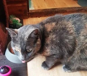 Edna, female 5yo Mixed Breed for adoption at Thames Valley Animal Welfare