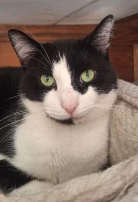 Felix, male 3yo Mixed Breed for adoption at Thames Valley Animal Welfare