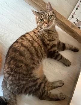 Georgie, female senior Mixed Breed for adoption at Thames Valley Animal Welfare