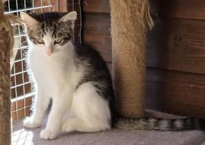 Josie, female puppy Mixed Breed for adoption at Thames Valley Animal Welfare