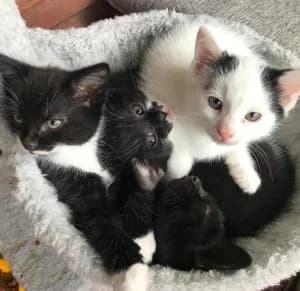 Kittens, female puppy Mixed Breed for adoption at Thames Valley Animal Welfare