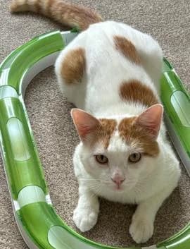 Loki, male 4yo Mixed Breed for adoption at Thames Valley Animal Welfare