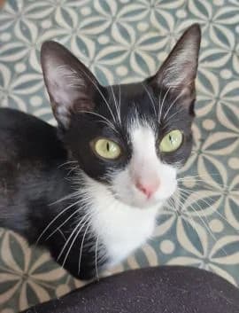 Lucky, female puppy Mixed Breed for adoption at Thames Valley Animal Welfare