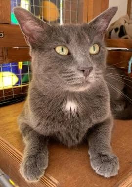 Luna, female young Mixed Breed for adoption at Thames Valley Animal Welfare