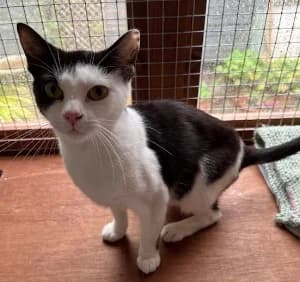Mabel, female young Mixed Breed for adoption at Thames Valley Animal Welfare