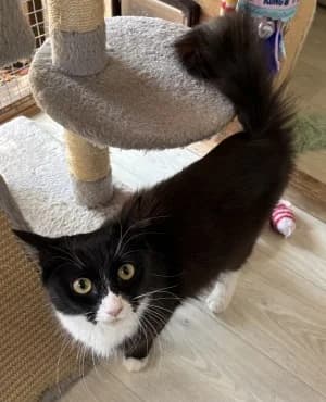 Minnie, female young Mixed Breed for adoption at Thames Valley Animal Welfare