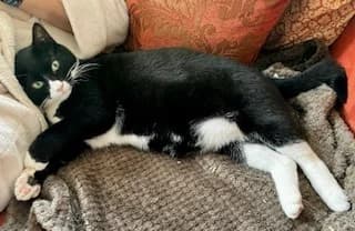 Misty, male senior Mixed Breed for adoption at Thames Valley Animal Welfare
