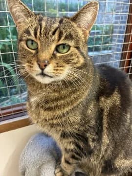 Mitzy, female senior Mixed Breed for adoption at Thames Valley Animal Welfare