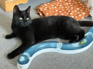 Monty, male 5yo Mixed Breed for adoption at Thames Valley Animal Welfare