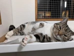 Nala, female young Mixed Breed for adoption at Thames Valley Animal Welfare