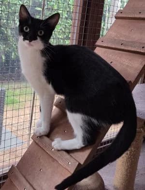 Nellie, female young Mixed Breed for adoption at Thames Valley Animal Welfare