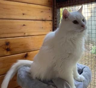 Ozzie, male senior Mixed Breed for adoption at Thames Valley Animal Welfare