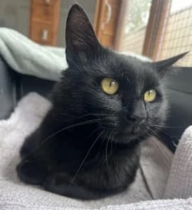 Panther, male young Mixed Breed for adoption at Thames Valley Animal Welfare